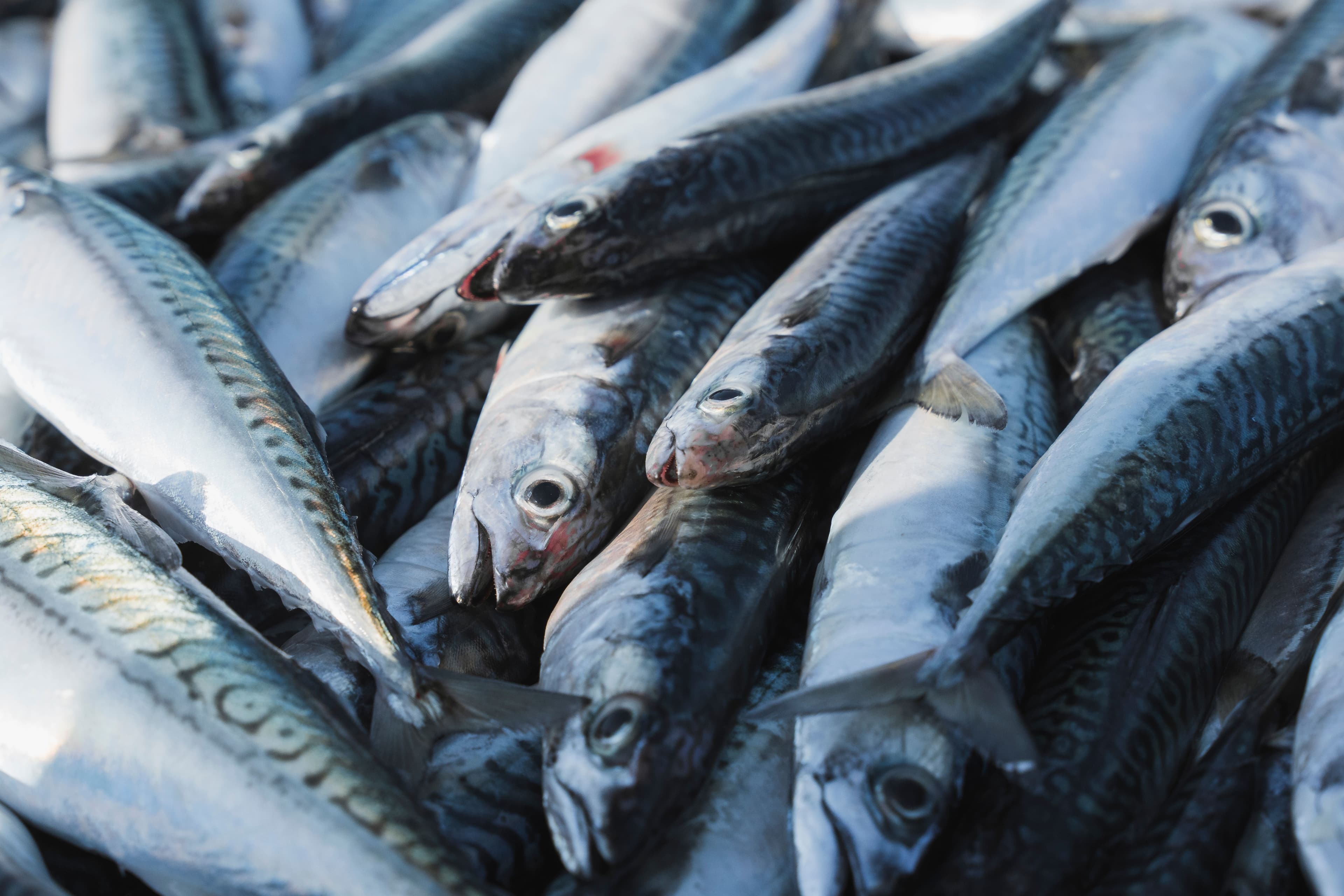 Fish & Seafood