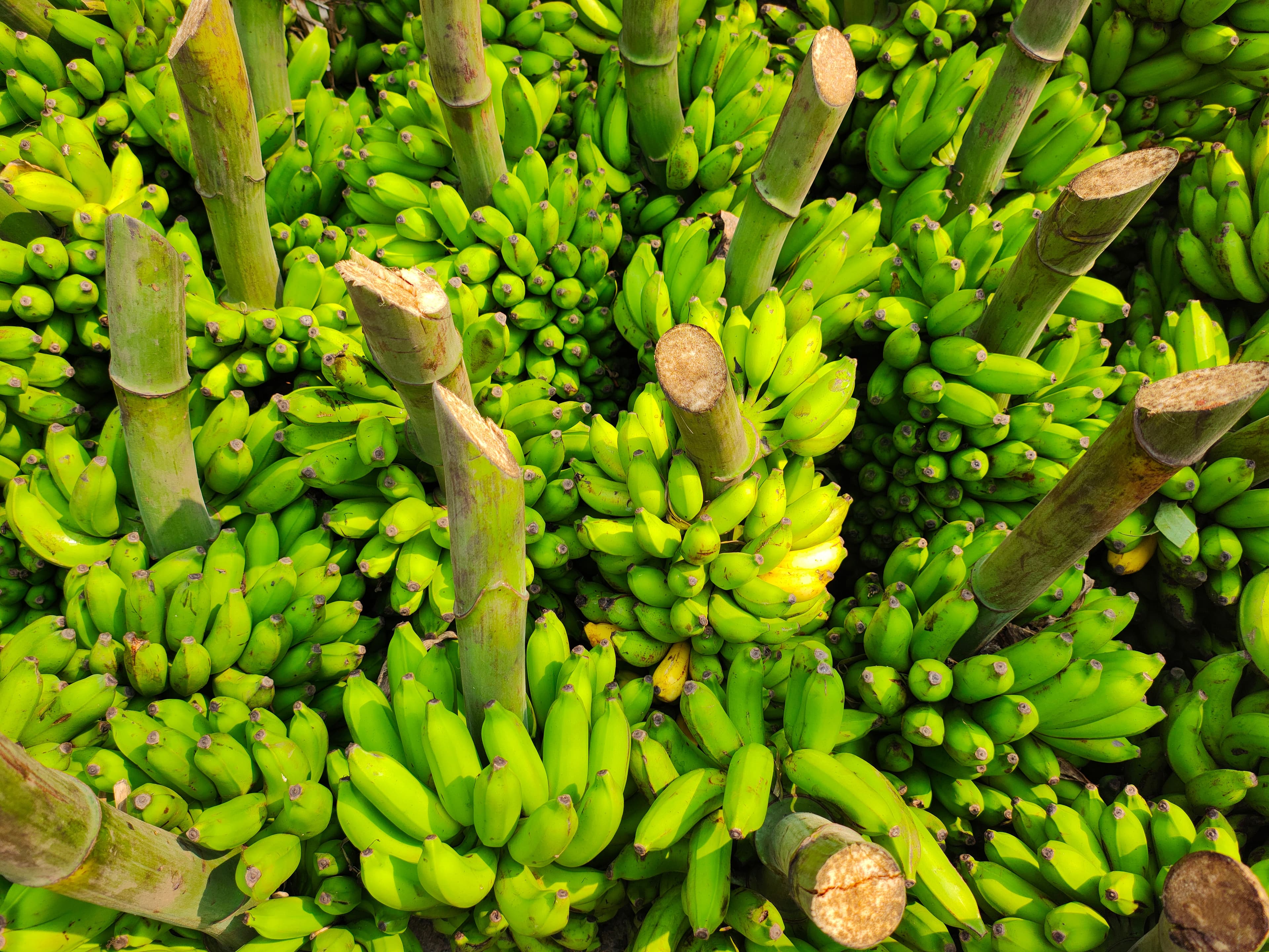 Plantain
