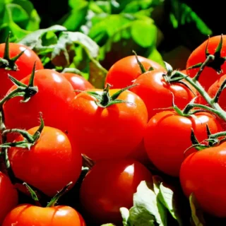Tomates fraîches