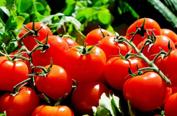 Tomates fraîches