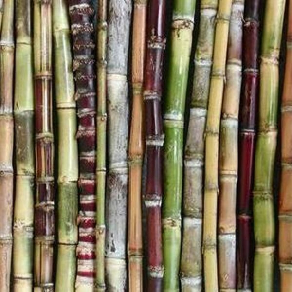 canne a sucre – Image 3