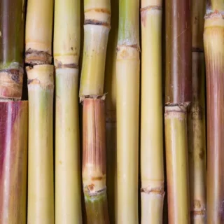 canne a sucre