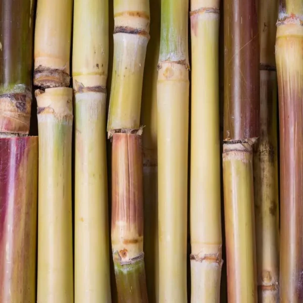 canne a sucre