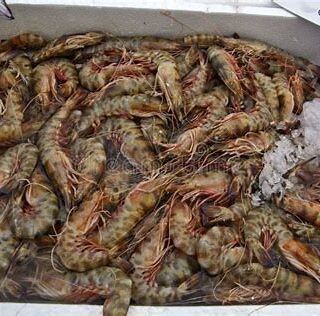 Crevettes